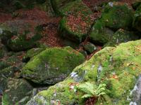 Farn auf riesigem Felsblock - Buchberger Leite